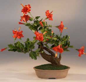 بونسای ختمی